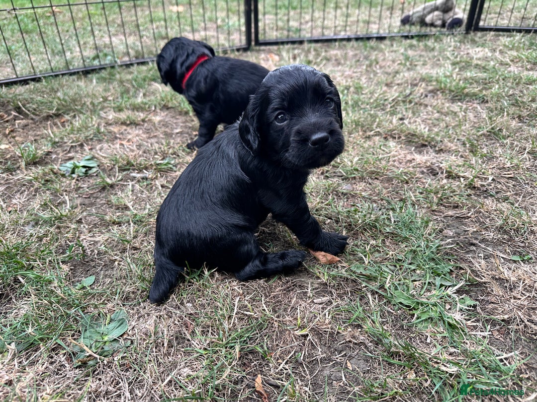 Cocker Spaniel dogs for sale: Cocker Spaniel Puppies looking for the best homes - Image 5