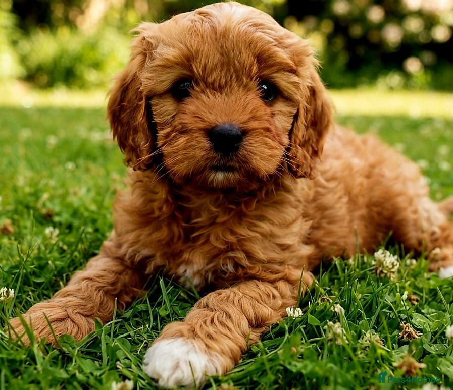 Cavapoo dogs Adorable F1 Cavapoo Puppies Available Now!!!!! - Advert 2