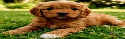 Cavapoo dogs for sale: Adorable F1 Cavapoo Puppies Available Now!!!!! - Advert 1
