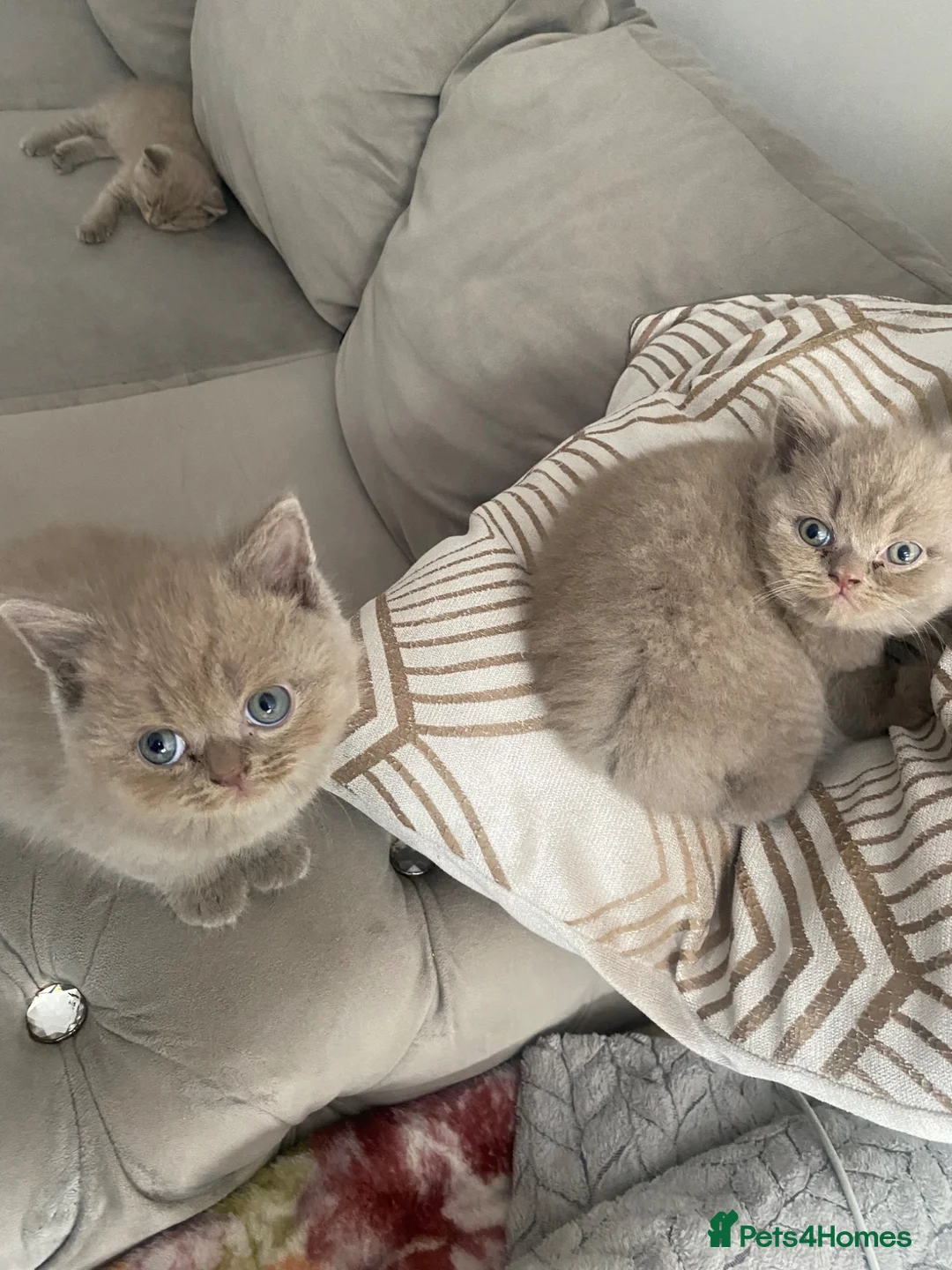 British Shorthair cats for sale: British short hair male Lilac - Advert 2