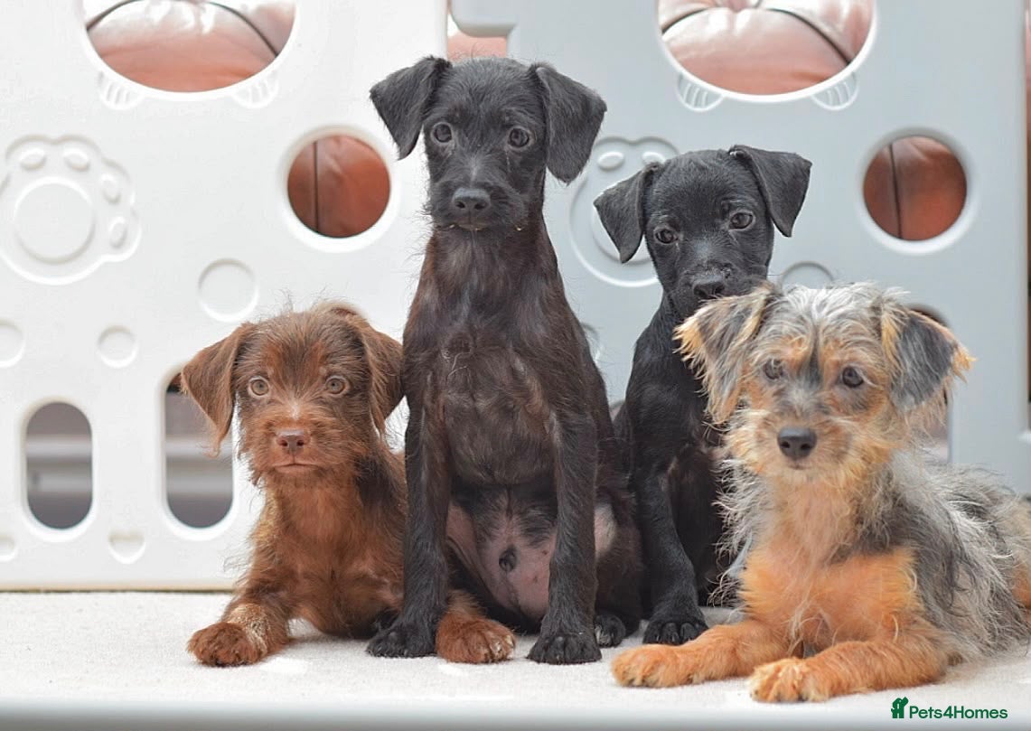 Mixed Breed dogs READY NOW PATTERPOO BABIES  - Advert 2