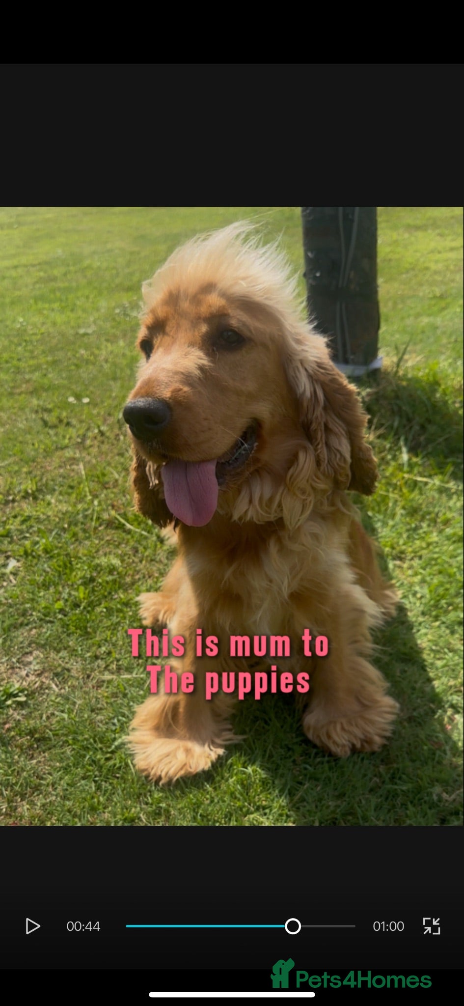 Cocker Spaniel dogs Show cocker spaniel for sale - Advert 2