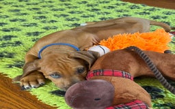 Rhodesian Ridgeback dogs for sale: Beautiful puppies from Health Tested Parents in Worksop - Image 28