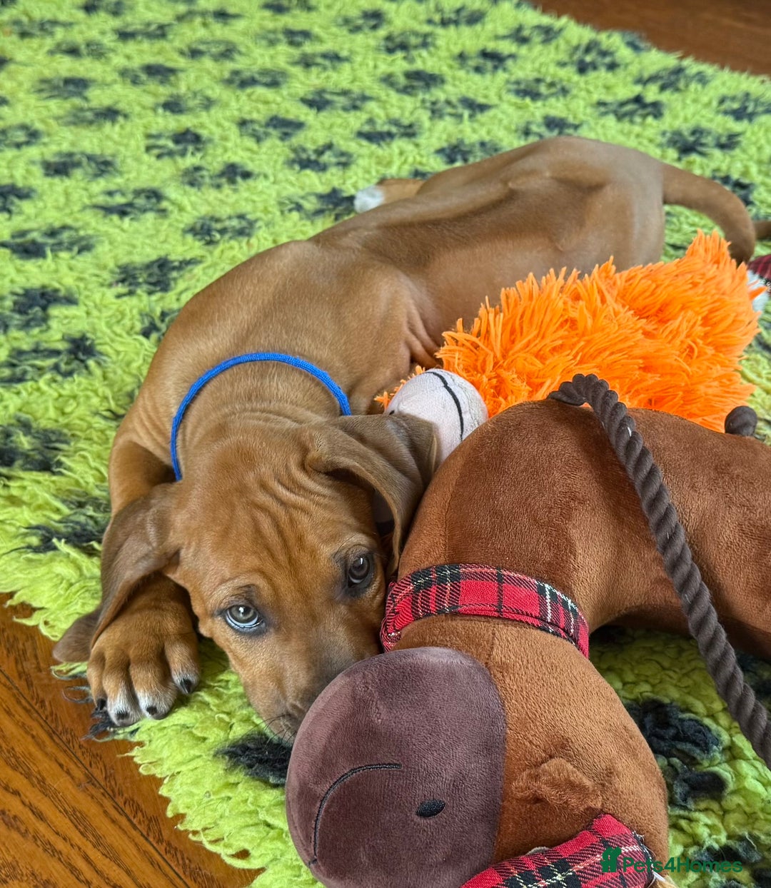 Rhodesian Ridgeback dogs for sale: Beautiful puppies from Health Tested Parents in Worksop - Image 28