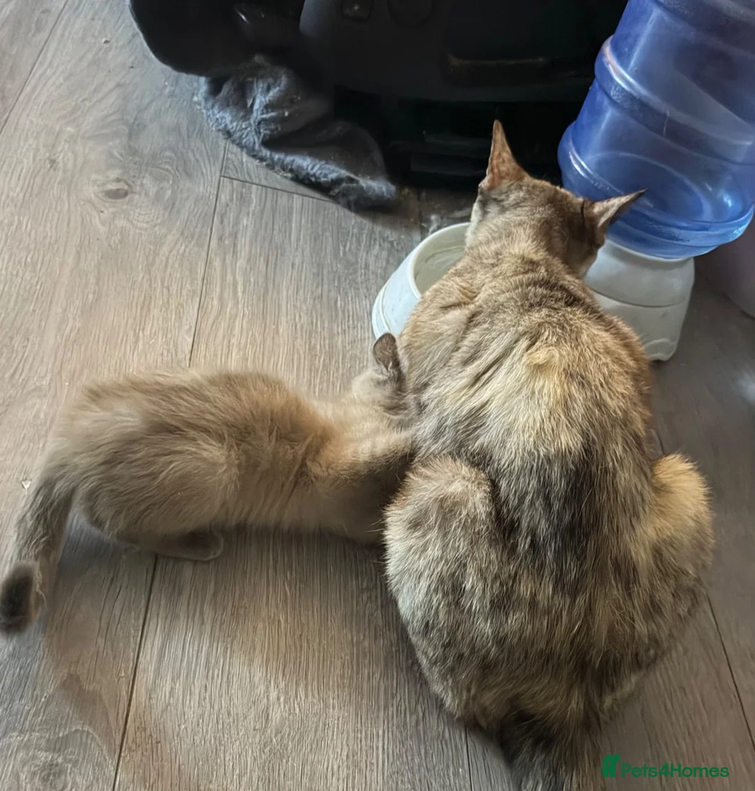 Ragdoll cats for sale: Ragdoll Shpynx kittens 2 male white and ginger  - Advert 2