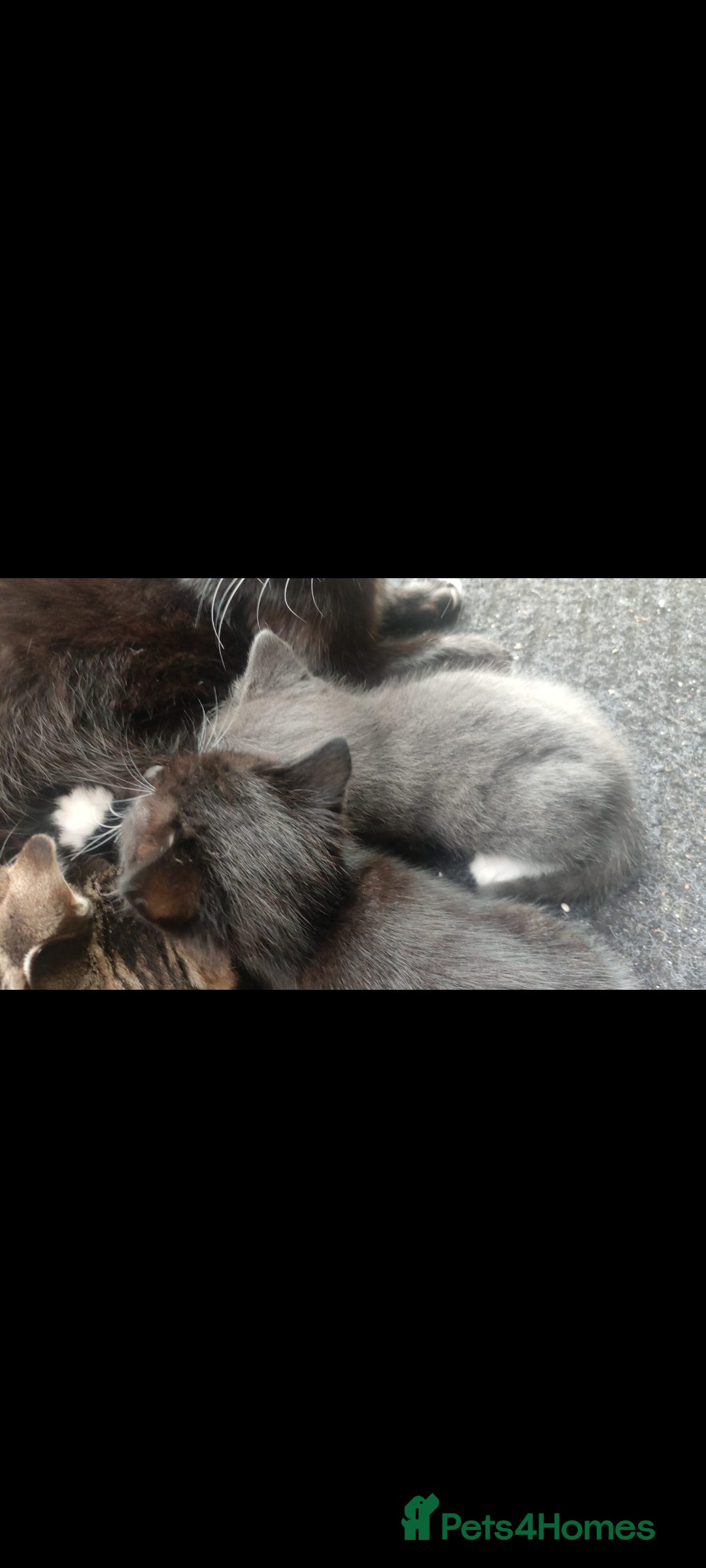 Mixed Breed cats for sale: British shorthair cross boy - Image 4