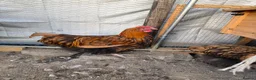 Chickens poultry for sale: Orpington and speckled Sussex  - Advert 5