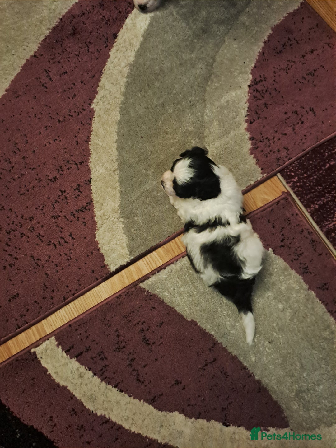 Bichon Frise dogs for sale: 4beautiful Bichon Frise puppies (3boys and 1 girl) - Advert 36