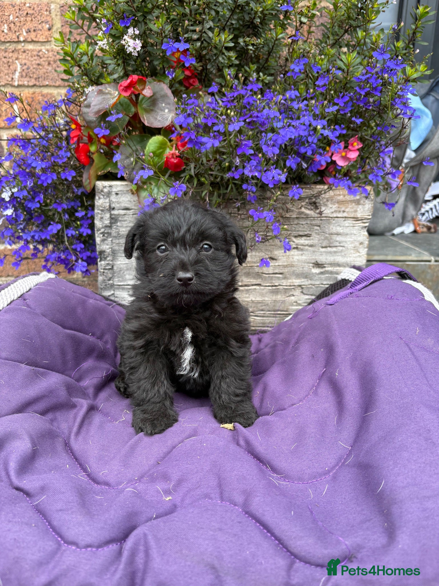 Westiepoo dogs Westipoo puppies 🐶🐶  - Advert 5