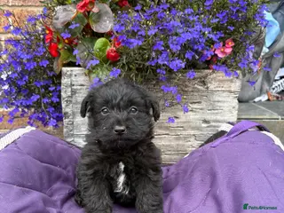 Westiepoo dogs Westipoo puppies 🐶🐶 - Advert 5