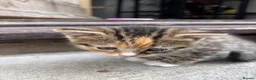 Bengal cats for sale: 4 Beautiful Kittens Looking for a Home - Advert 10