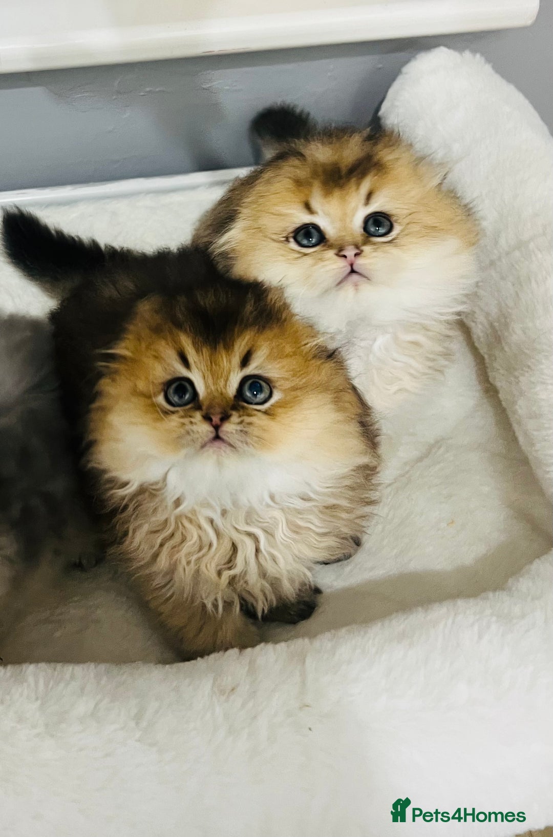 Scottish Fold cats for sale: Pedigree cutest SFLH kittens   - Advert 19