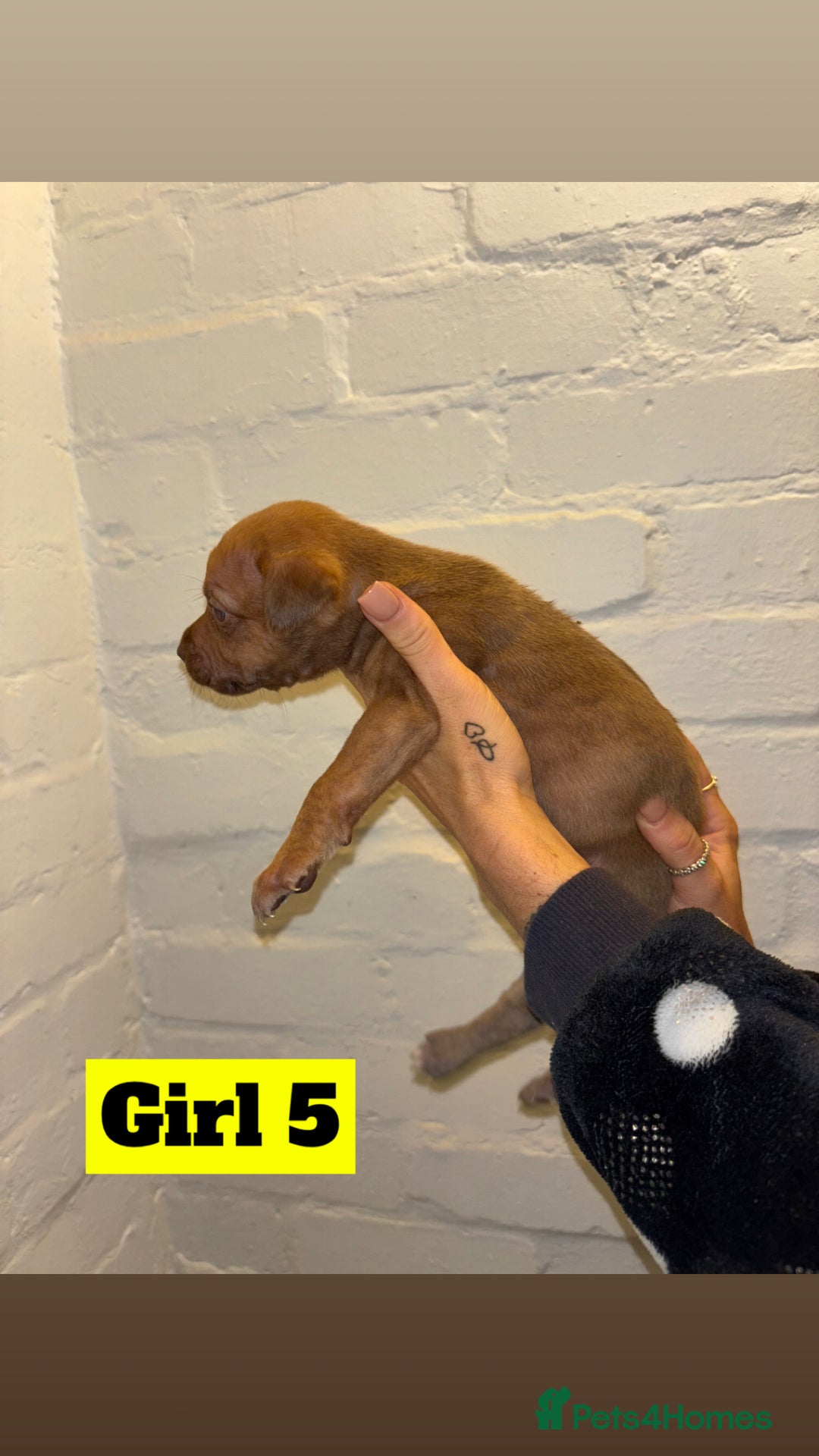 Mixed Breed dogs for sale: Beautiful Border collie/kelpie X staff cross pups - Image 16