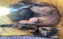 Domestic Shorthair cats for sale: Sweet and playful black Kittens - Image 6