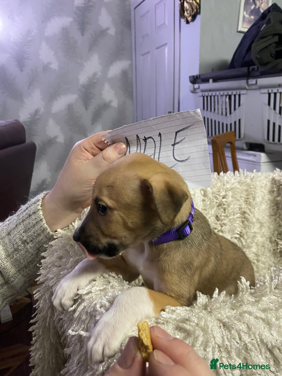 Mixed Breed dogs for sale: Collie lurcher greyhound mix - Advert 5