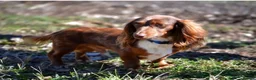 Miniature Dachshund dogs for sale: Beautiful long-haired Miniature Dachshund - Advert 1