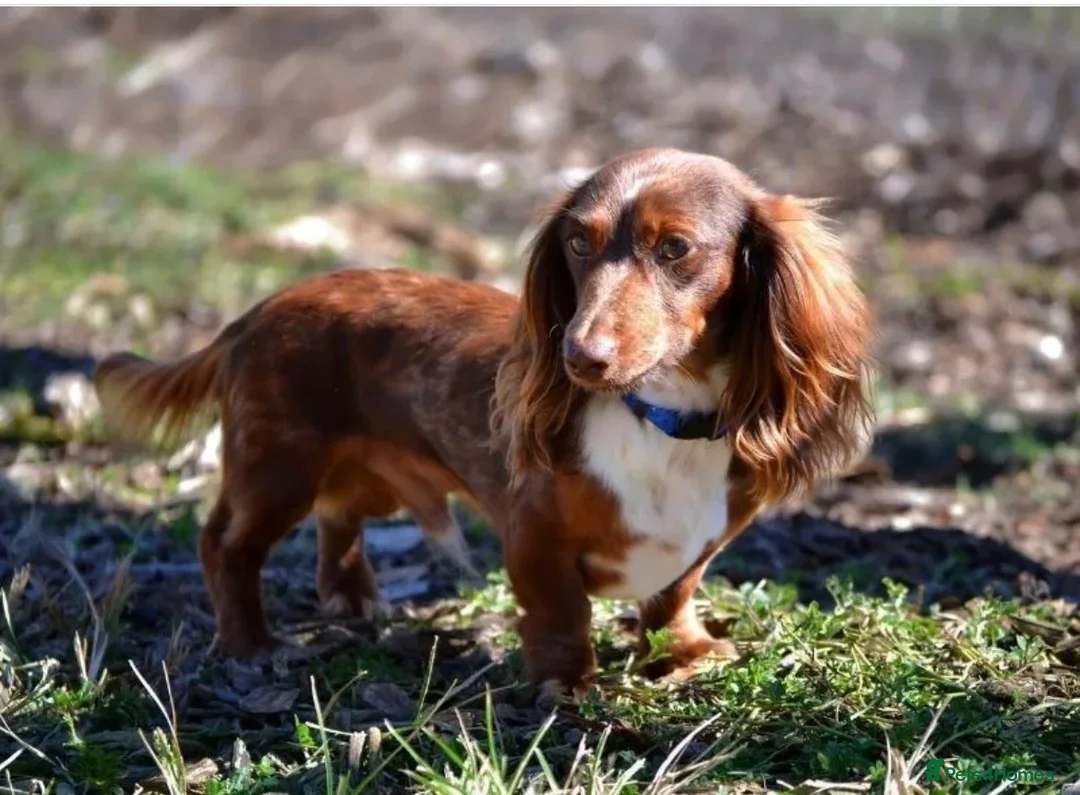 Miniature Dachshund dogs for sale: Beautiful long-haired Miniature Dachshund - Advert 1