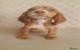 Cocker Spaniel dogs for sale: Beautiful cocker spaniel puppy’s  - Advert 11