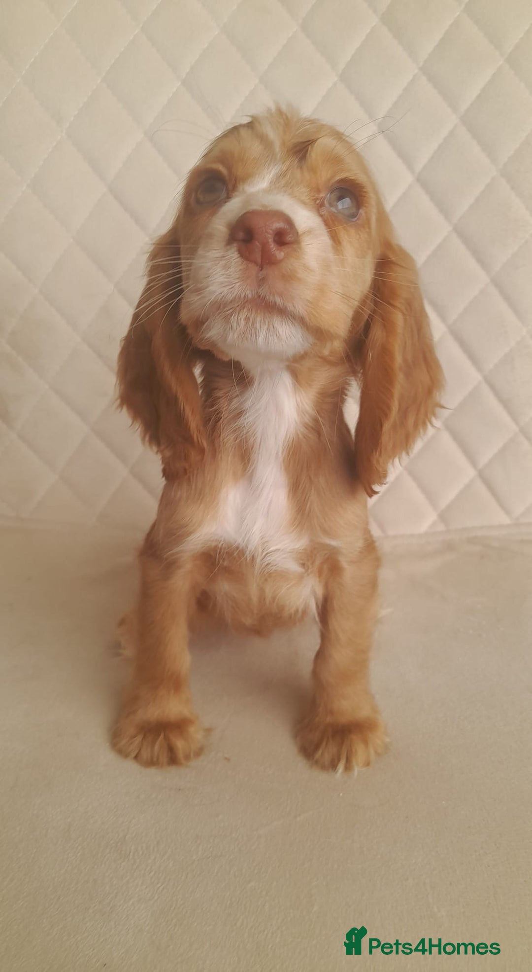 Cocker Spaniel dogs for sale: Beautiful cocker spaniel puppy’s  - Advert 11