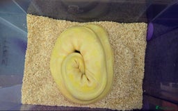 Python Snake reptiles for sale: Albino Enchi Royal Python (aka Ball Python) - Image 15