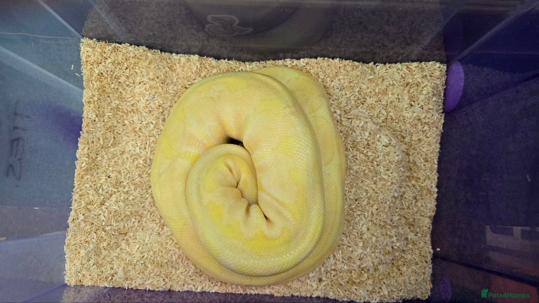 Python Snake reptiles for sale: Albino Enchi Royal Python (aka Ball Python) - Image 15