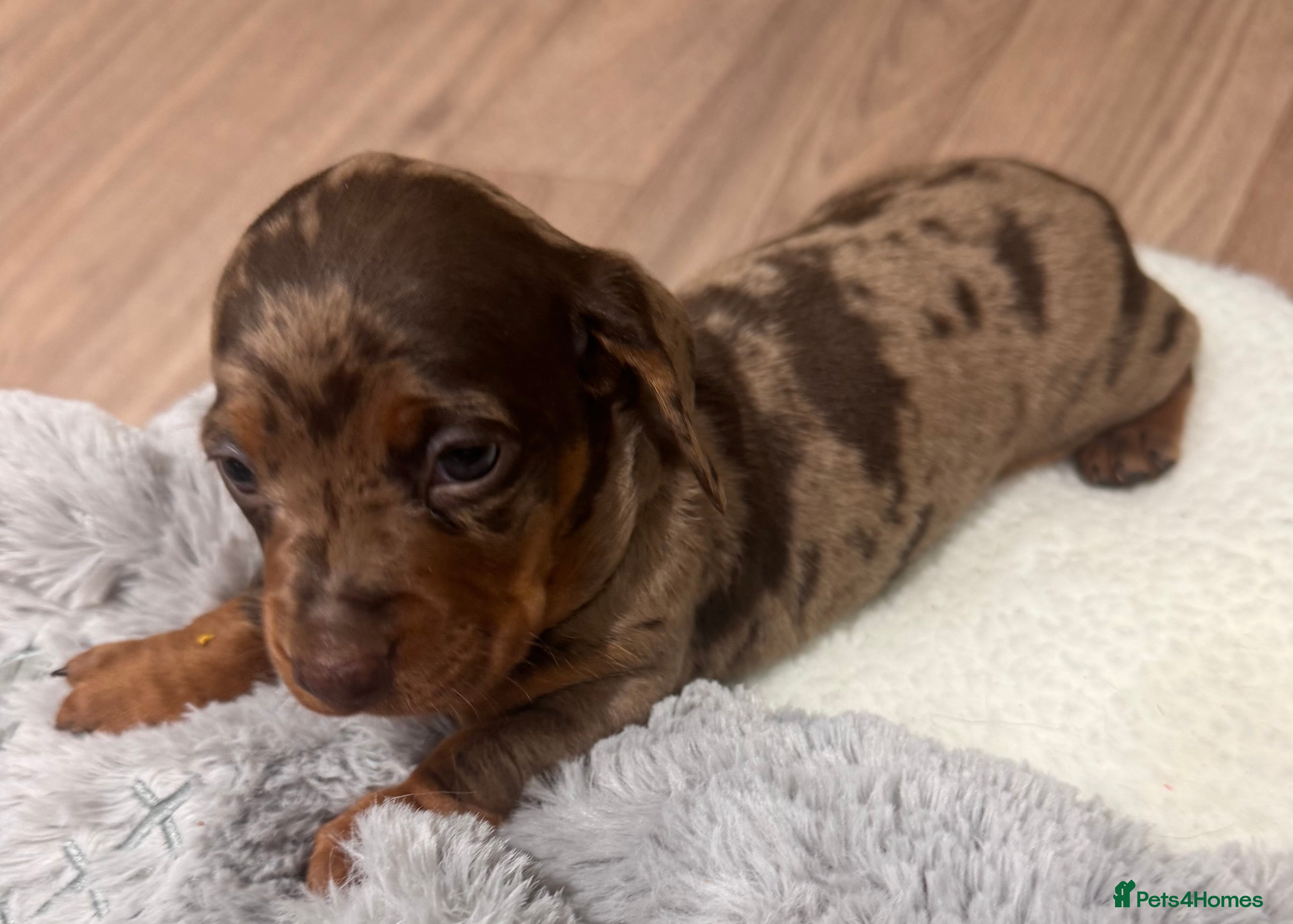 Dachshund dogs Dachshund puppies for sale  - Advert 1