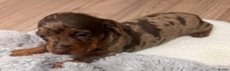 Dachshund dogs for sale: Dachshund puppies for sale  - Advert 1
