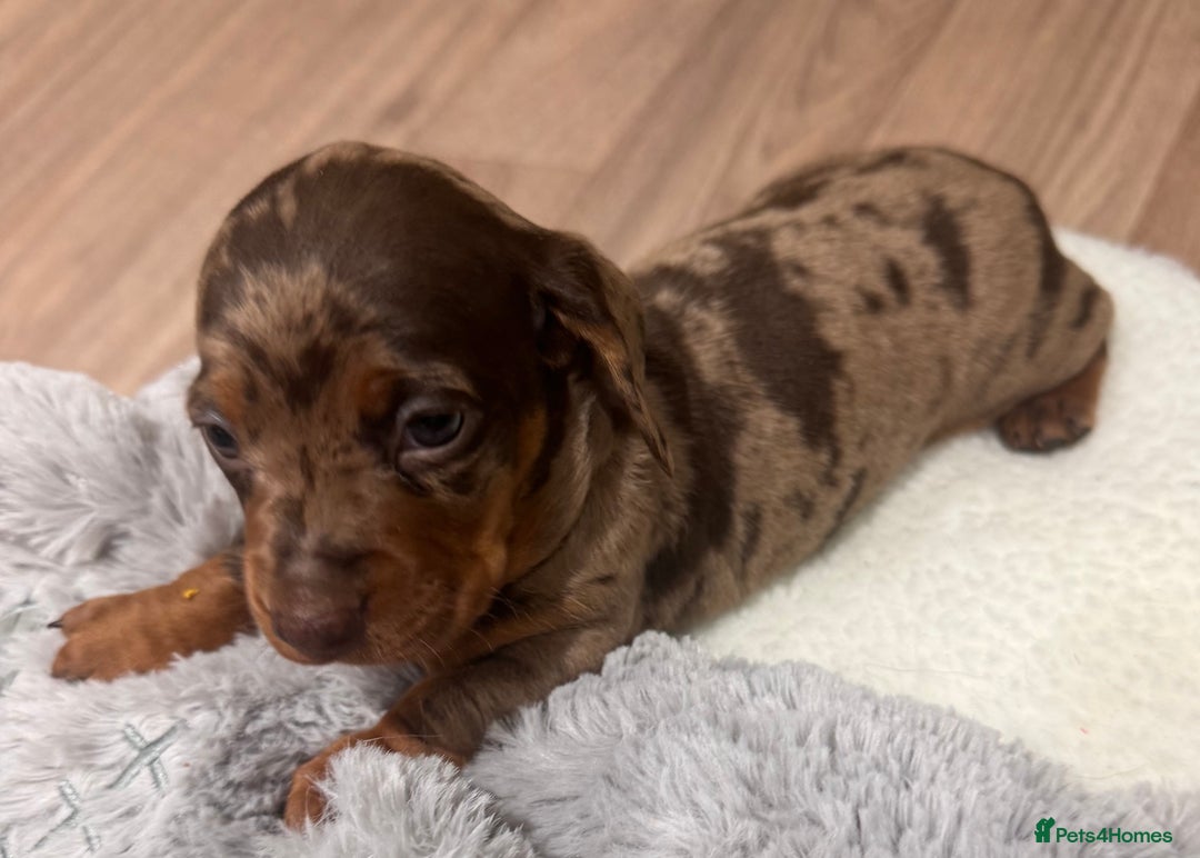 Dachshund dogs for sale: Dachshund puppies for sale  - Advert 1