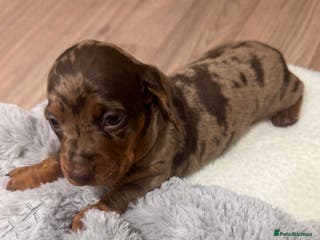 Dachshund dogs Dachshund puppies for sale - Advert 1