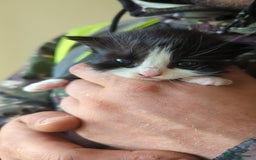 Mixed Breed cats for sale: Kittens - Image 3