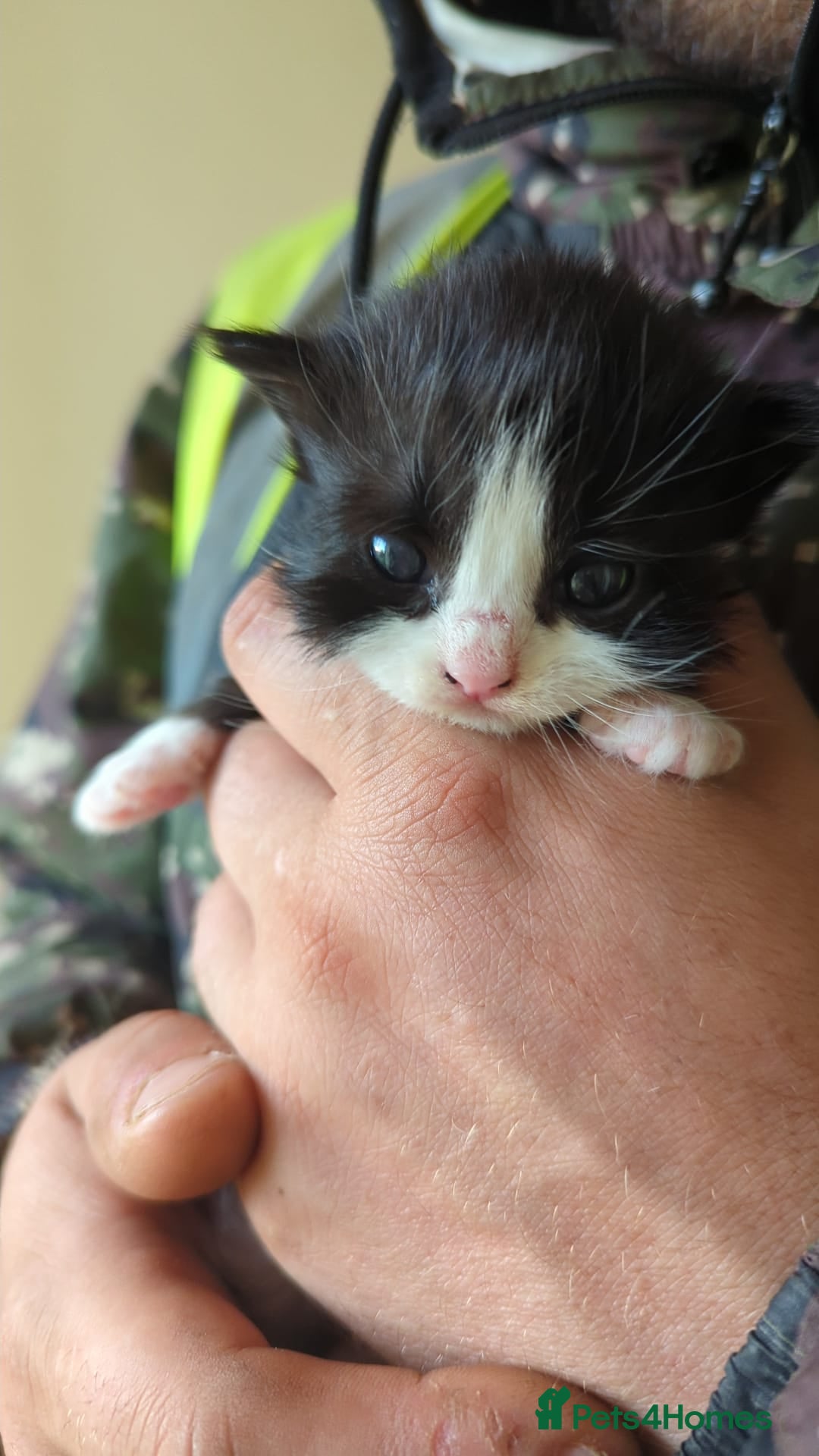 Mixed Breed cats for sale: Kittens - Image 3