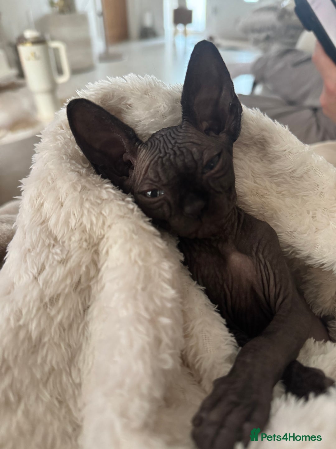 Sphynx cats for sale: Stunning Sphynx Babies seeking forever home 💕✨🐾 - Image 5