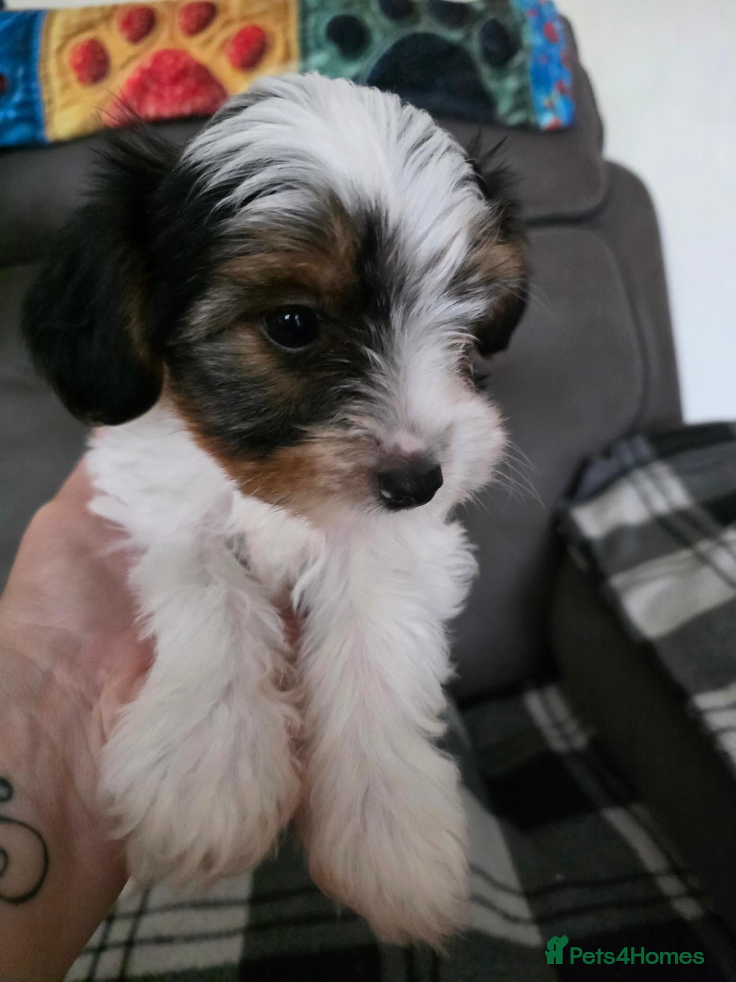 Biewer Terrier dogs Pure bred Biewer Terrier  - Advert 6