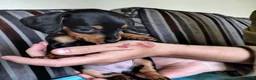 Miniature Dachshund dogs for sale: Mini Dachshund Puppies x 3  - Advert 11