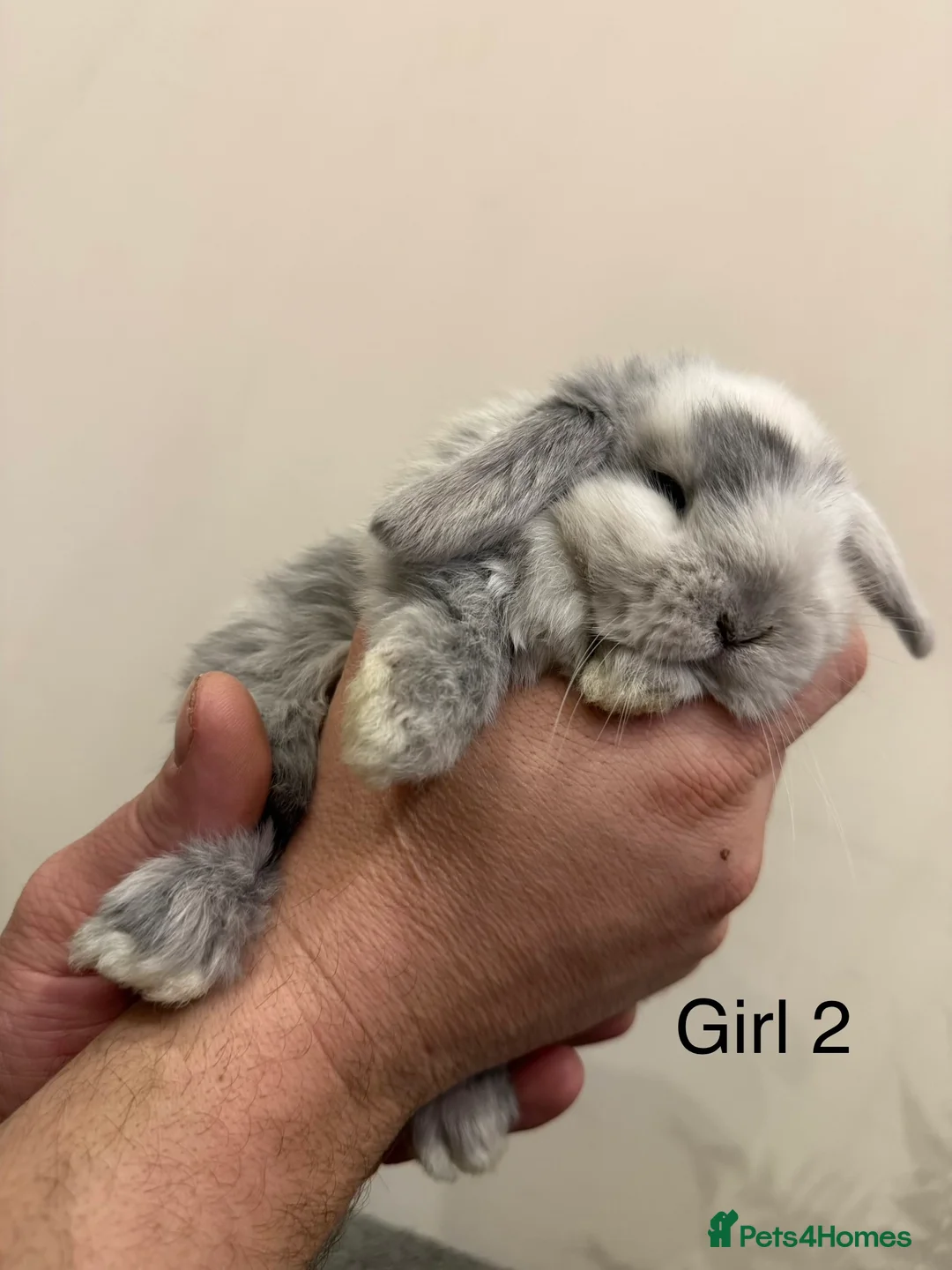 Mini Lop rabbits for sale: ✨Stunning Magpie & Harlequin Mini Lops✨ - Advert 16