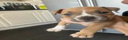 American Bully dogs for sale: Stunning chunky micro pocket Bullies  - Advert 8