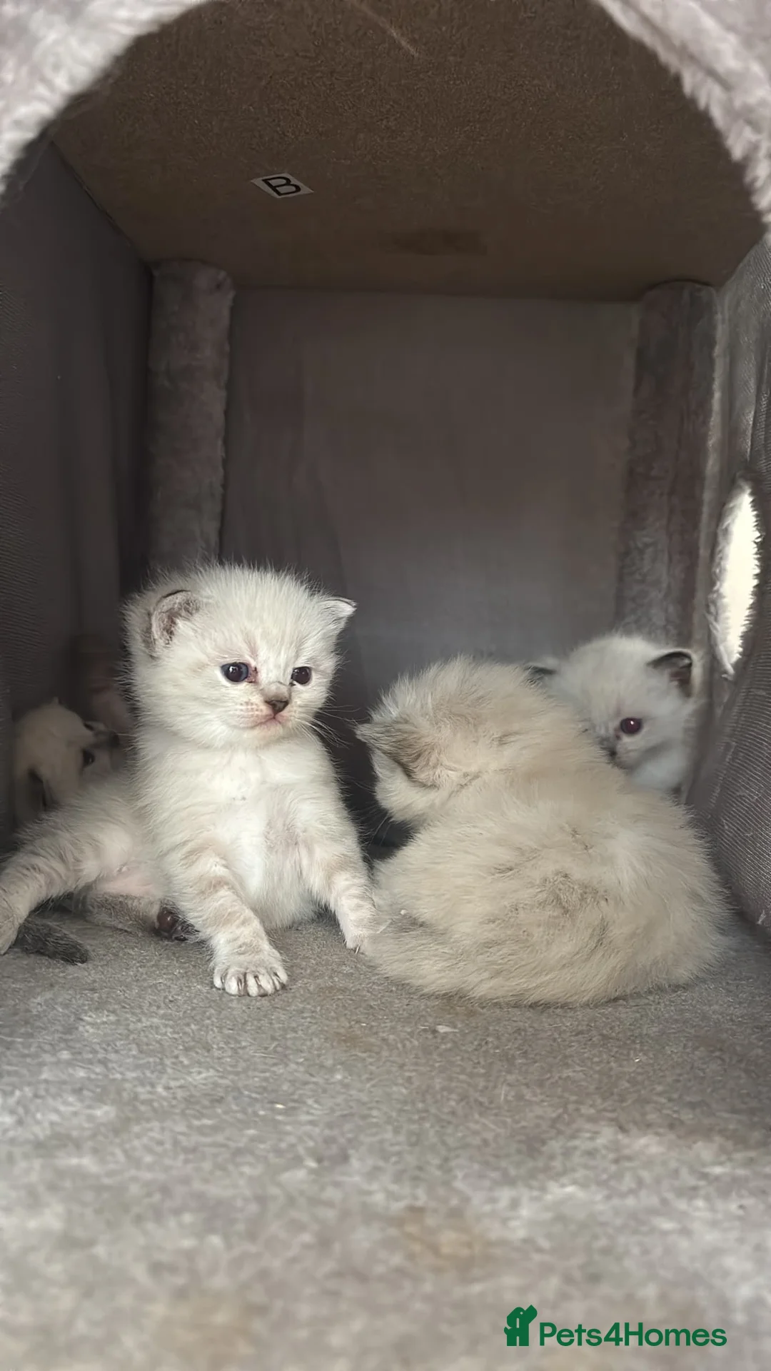 Ragdoll cats for sale: Ragdoll Siamese Mix Fluffy Kittens - Advert 2
