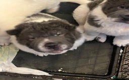 Shar Pei dogs for stud: lilac flower bear coat stud kc reg proven  in Sunderland - Image 12