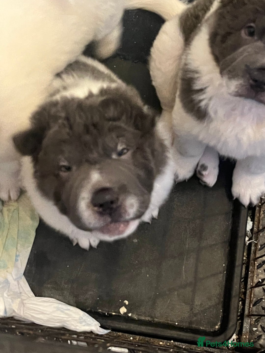 Shar Pei dogs for stud: lilac flower bear coat stud kc reg proven  in Sunderland - Image 12