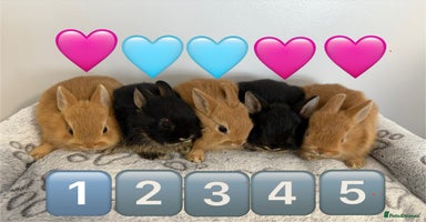 Netherland Dwarf rabbits - Advert 5