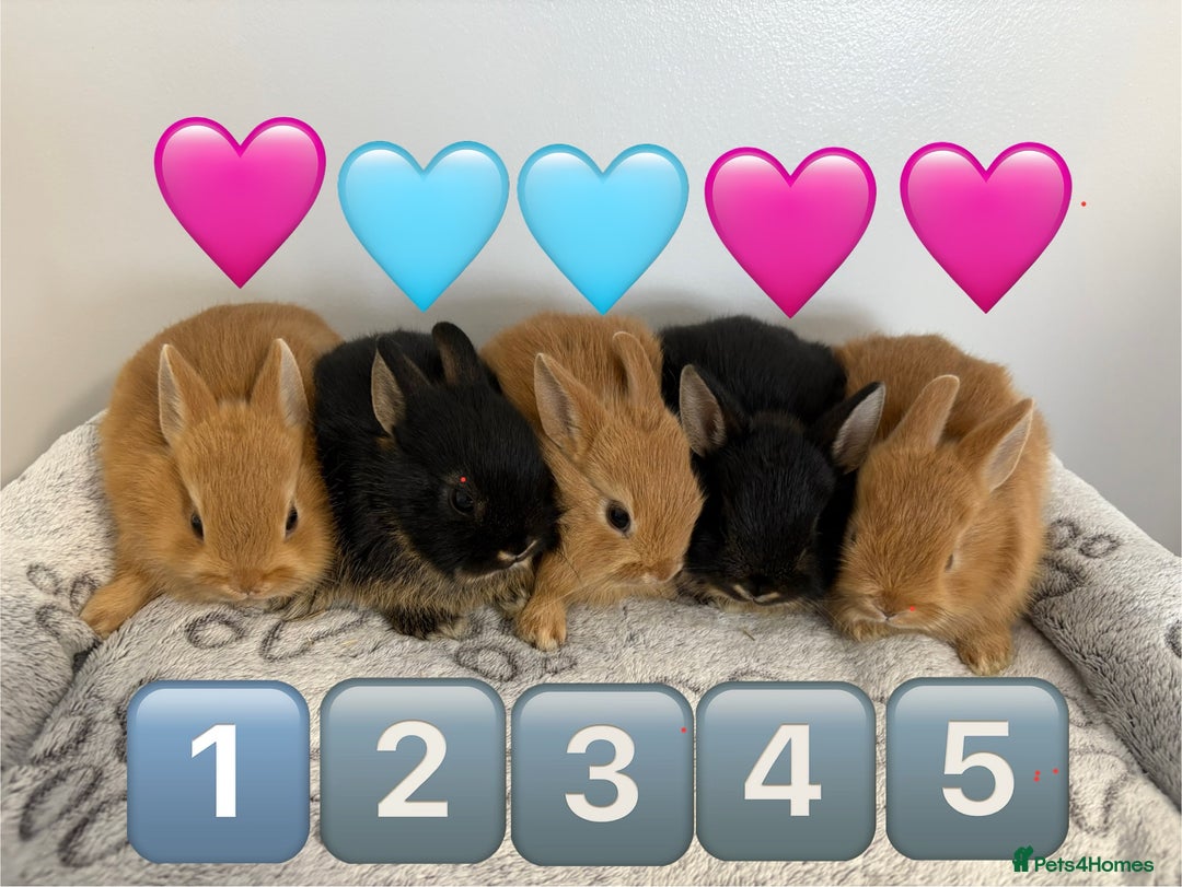 Netherland Dwarf rabbits for sale: 14 x Netherland Dwarf Bunnies 🐰🏡 🥰  - Image 2
