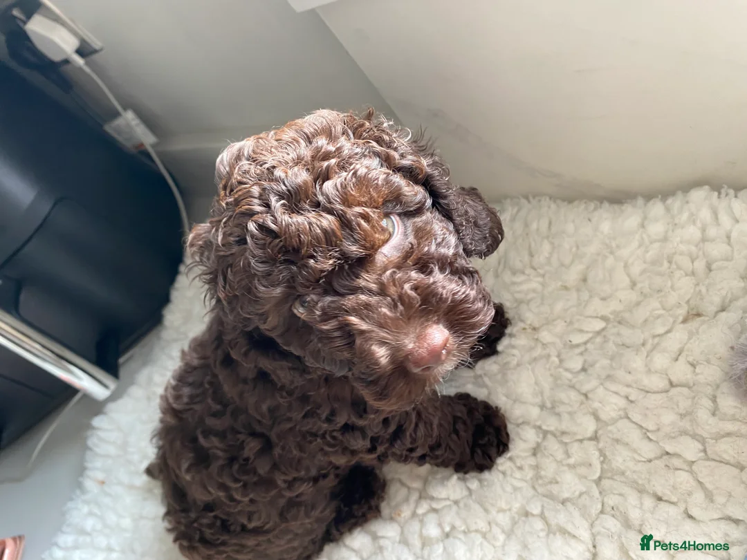 Poodle dogs for stud: Miniature rare chocolate merle health tested stud in Maesteg - Advert 9