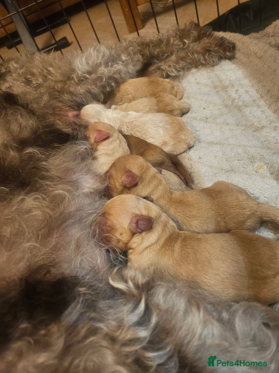 Mixed Breed dogs for sale: Australian Labradoodle Puppies - Advert 5