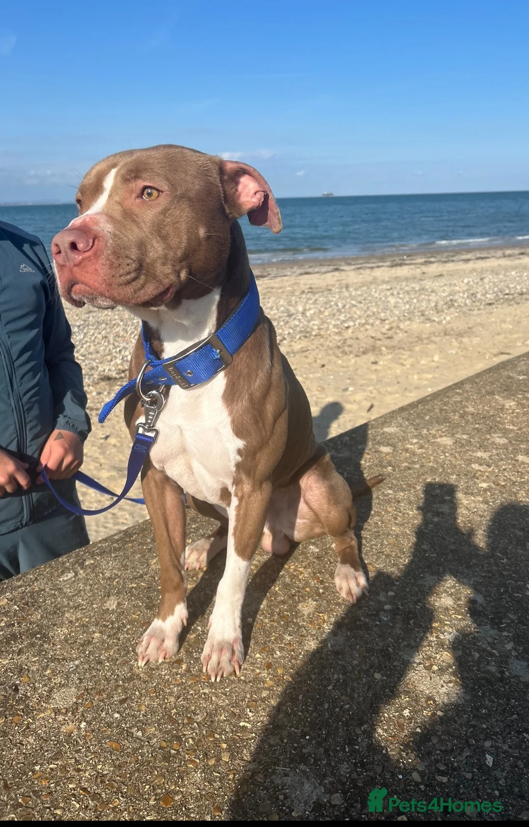 Mixed Breed dogs for sale: Chase  - Advert 1