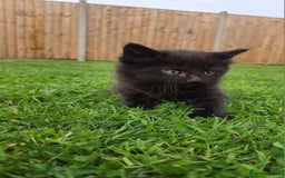 Mixed Breed cats for sale: 4 beautiful kittens for sale - Image 6