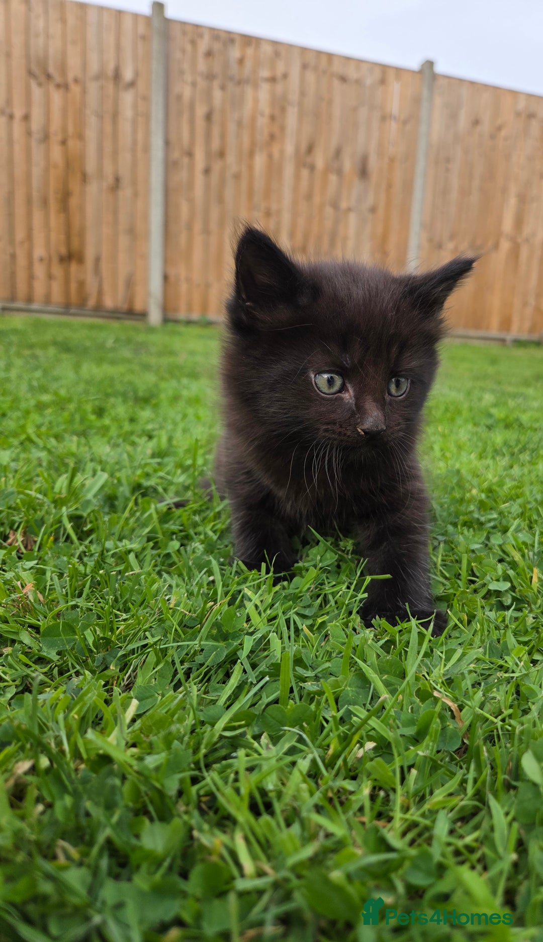 Mixed Breed cats for sale: 4 beautiful kittens for sale - Image 6
