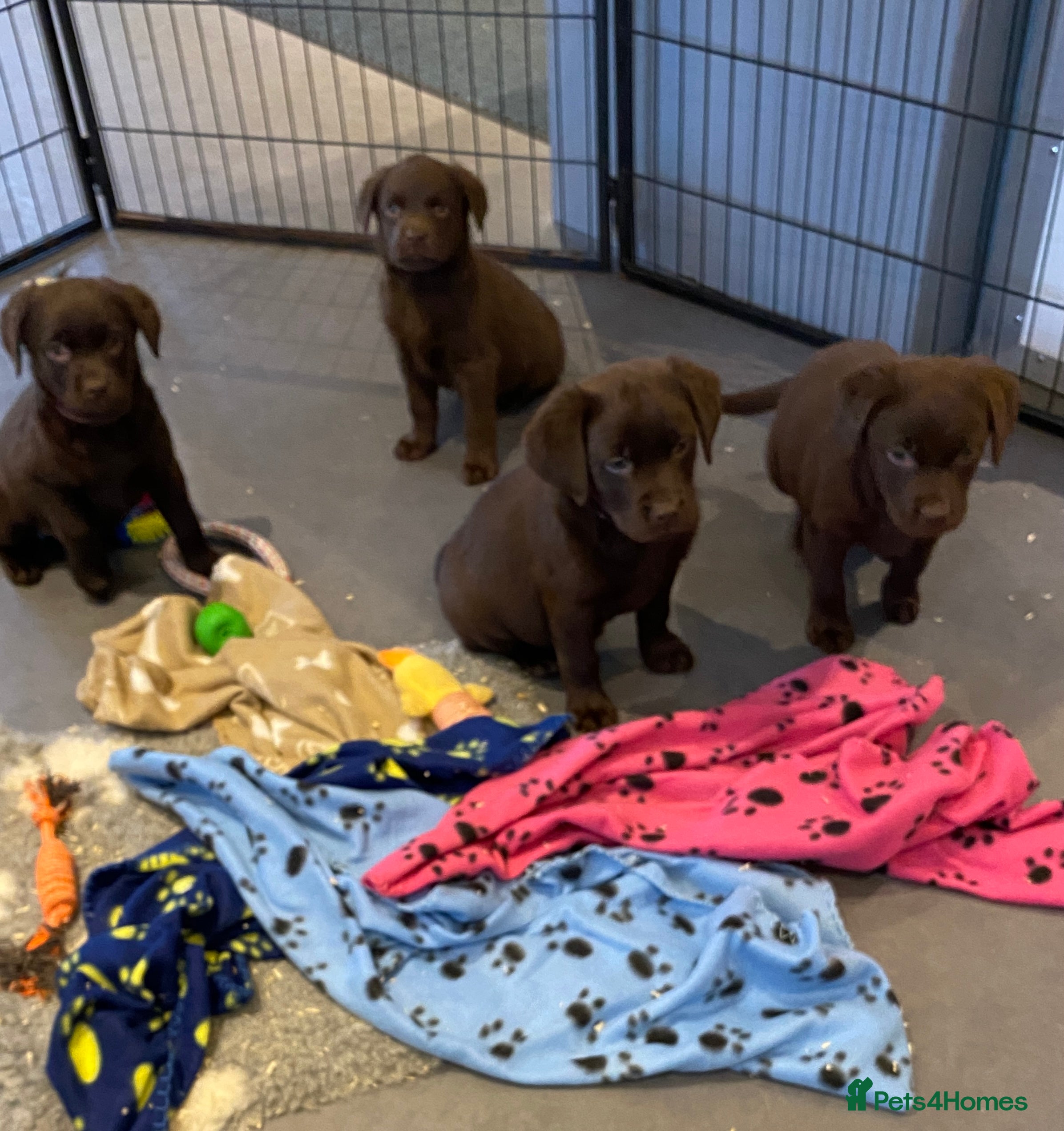 Labrador Retriever dogs KC CHOCOLATE LARBRADOR PUPPIES  - Advert 18
