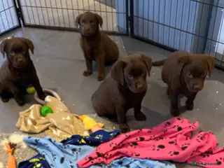 Labrador Retriever dogs KC CHOCOLATE LARBRADOR PUPPIES - Advert 18