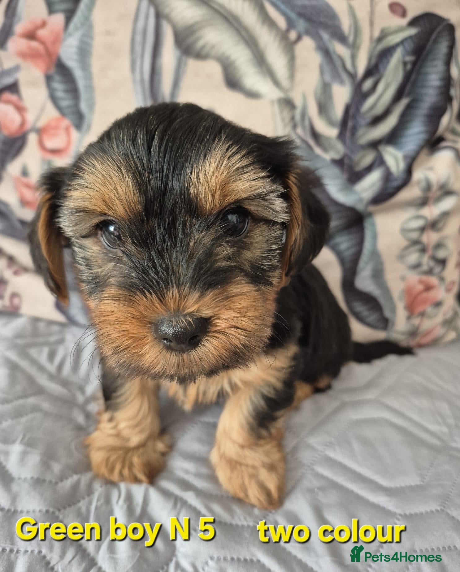 Mixed Breed dogs Ready now Yorkshire terriers puppy's  - Advert 16