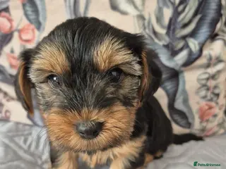 Mixed Breed dogs Ready now Yorkshire terriers puppy's - Advert 16